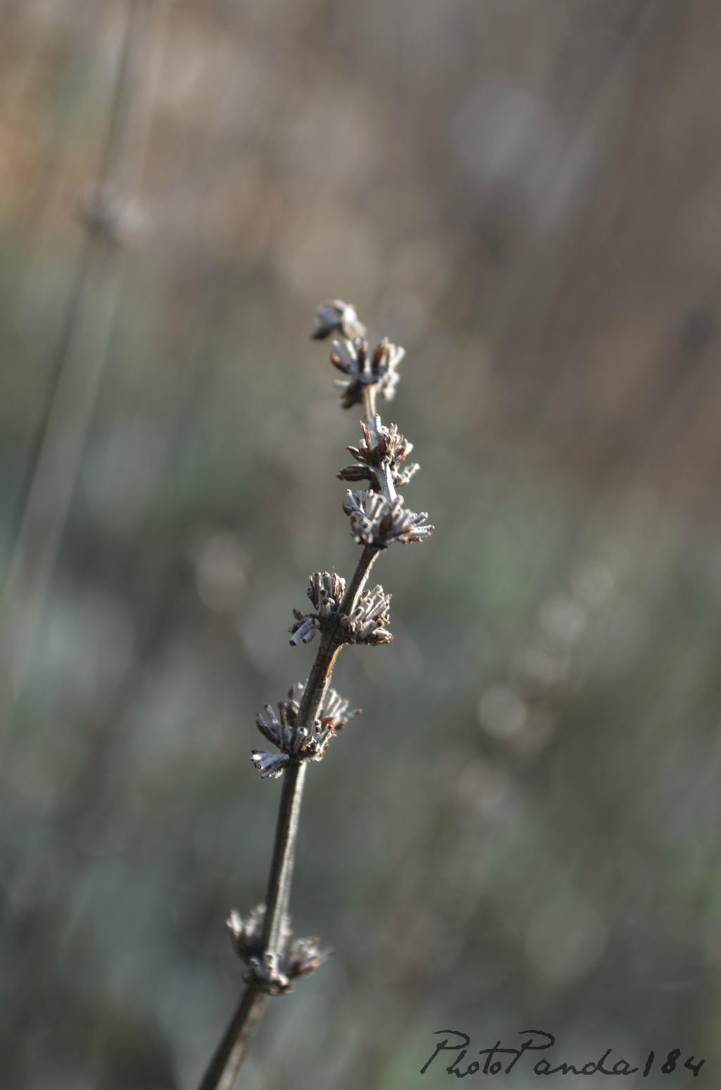 Dry Lavender