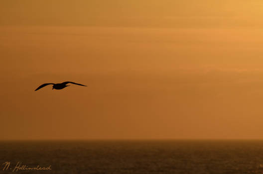 In flight