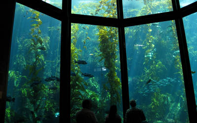 aquarium