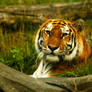 bronx zoo- tiger--