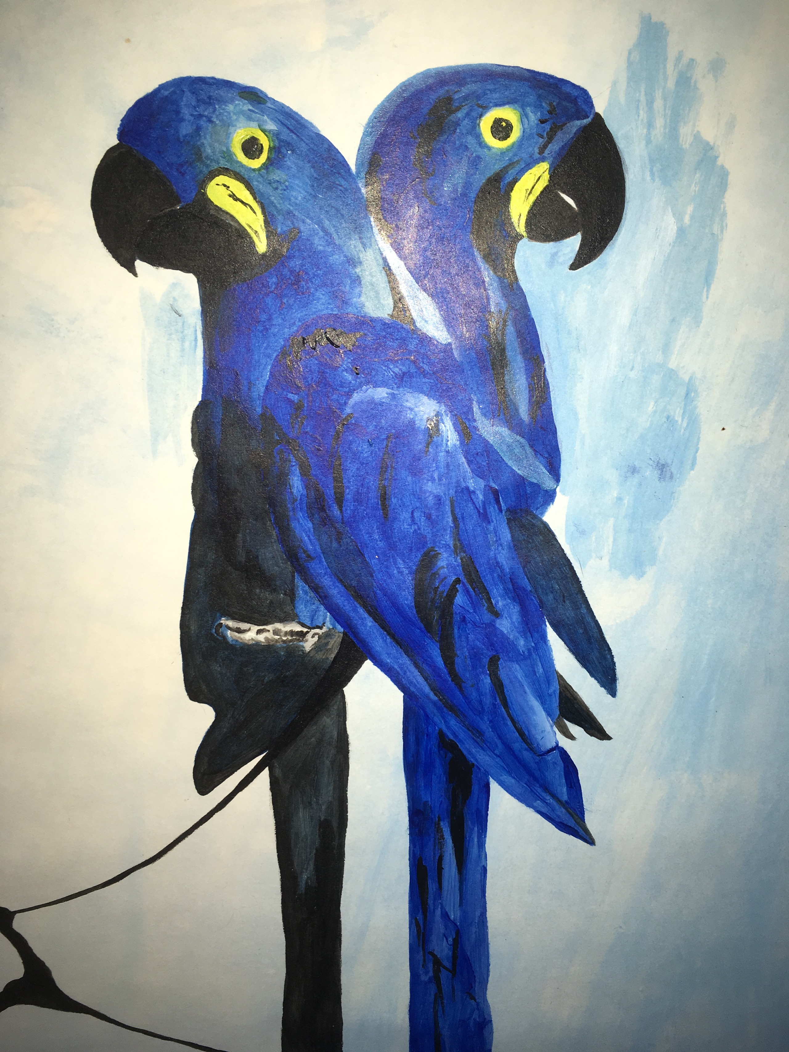 Hyacinth macaws