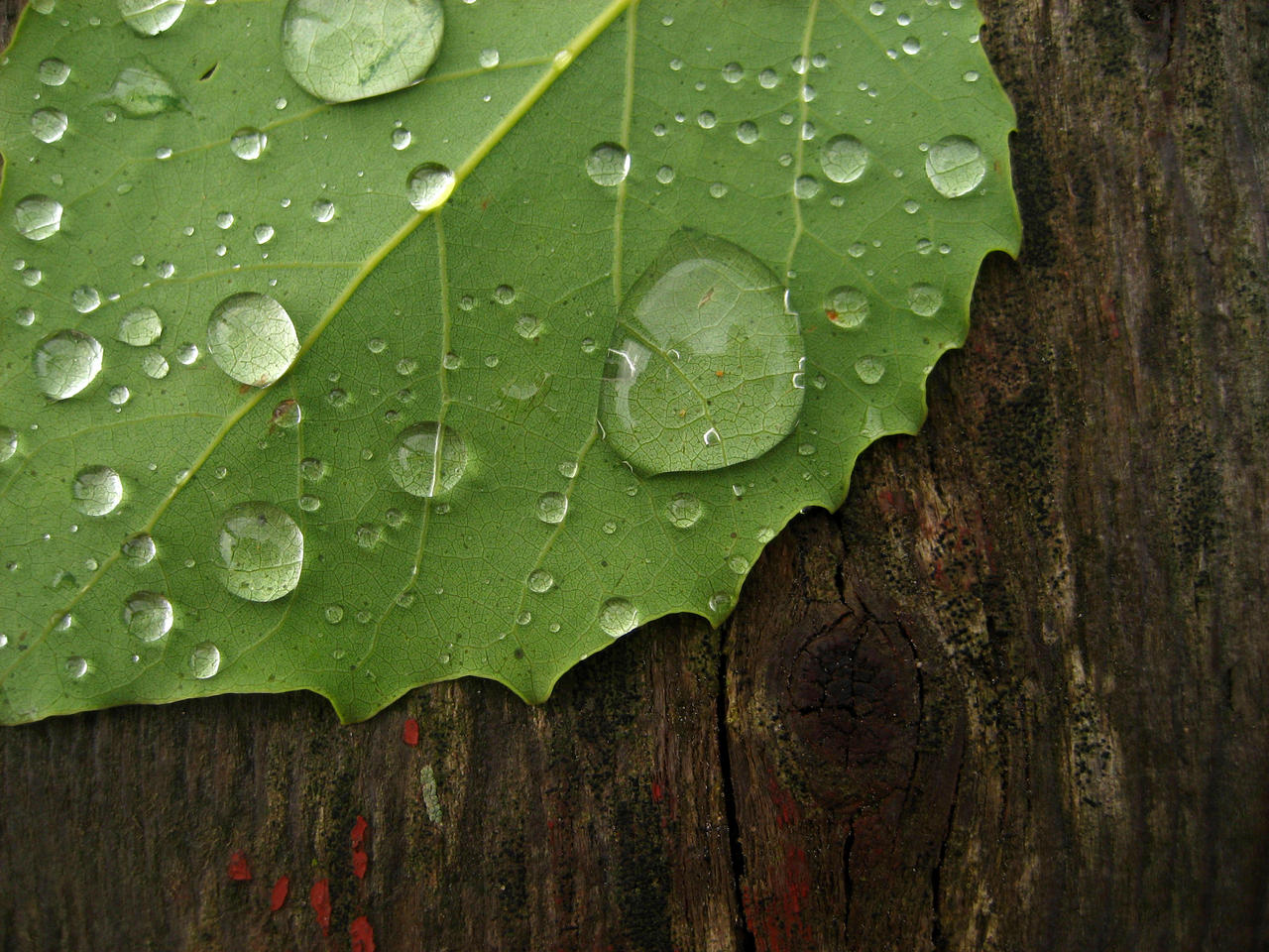 Leaf and rain drops