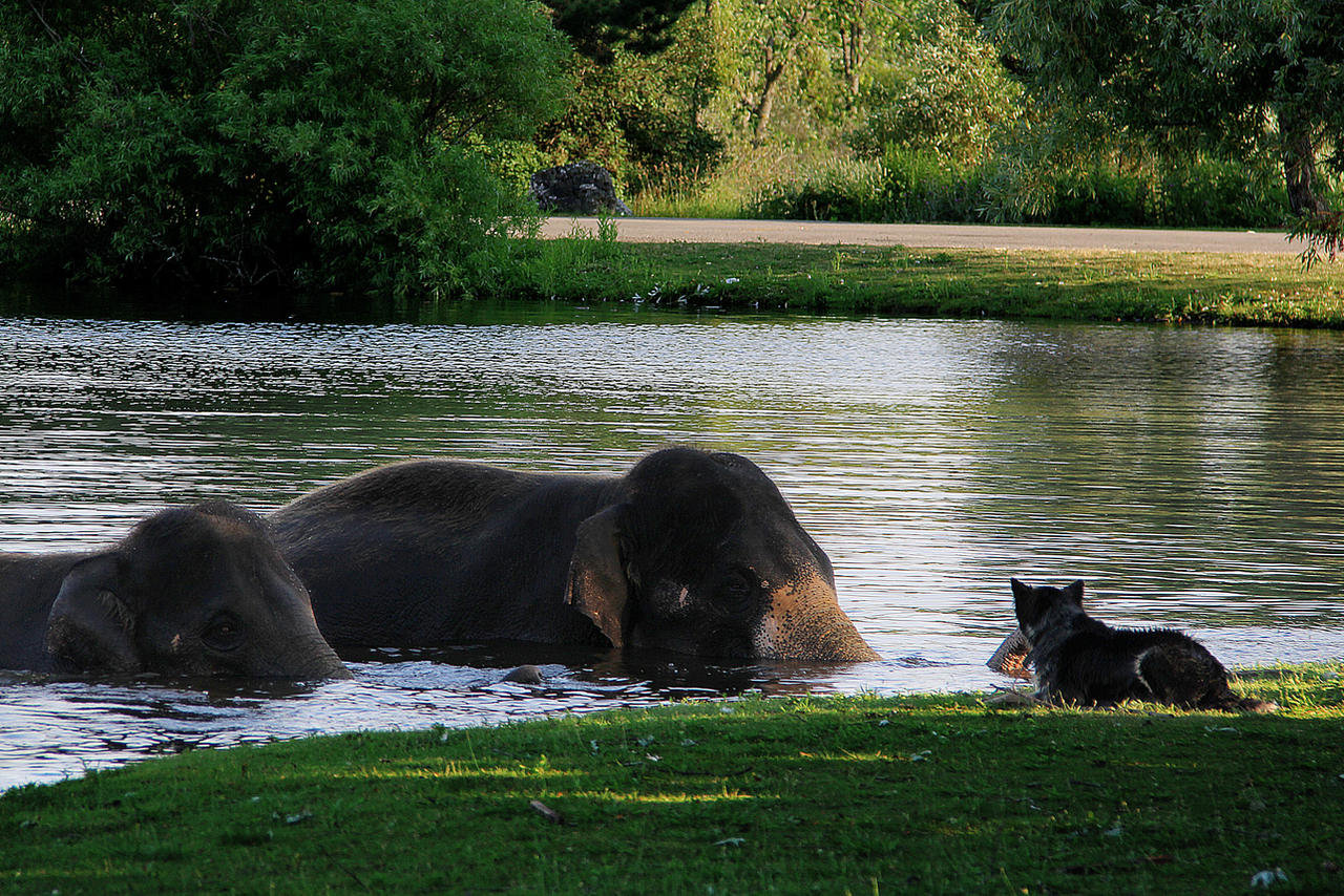 Asian Elephants Taking a Bath