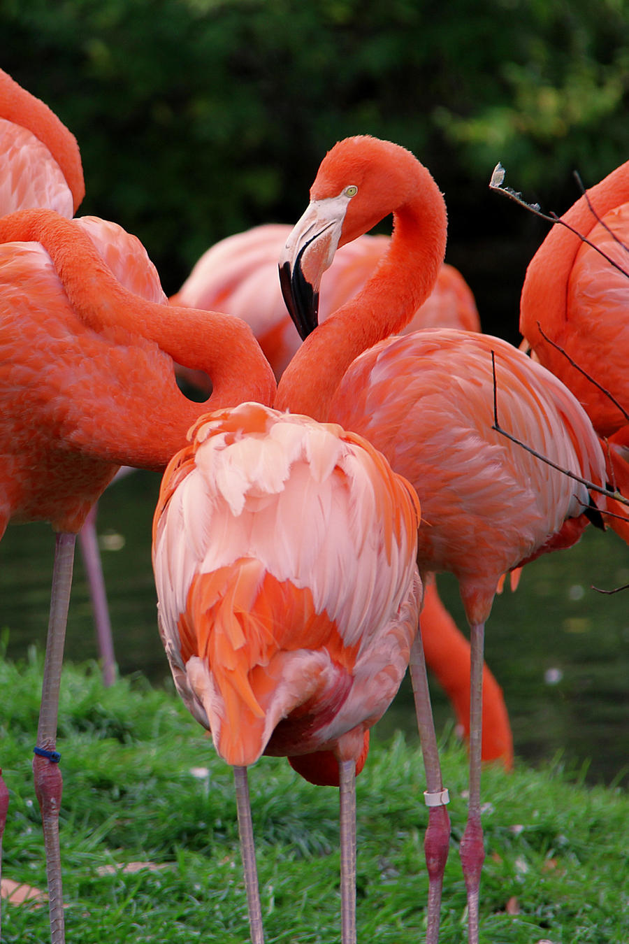 Freezing Flamingos