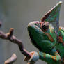 Veiled Chameleon