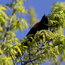 Red-Winged Blackbird