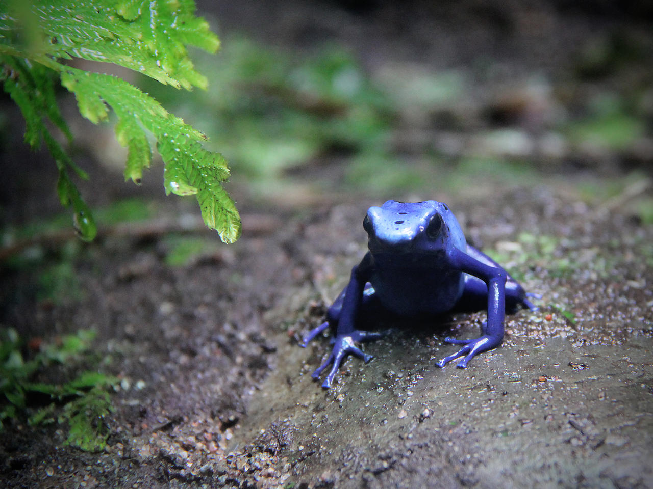 Poison Dart Frog