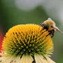Bumblebee Sucking Nectar