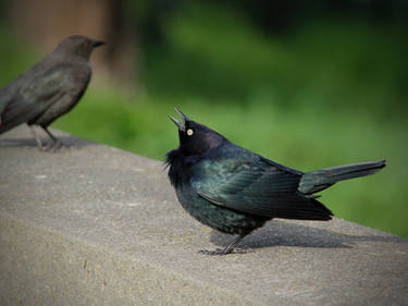 Brewer's Blackbird