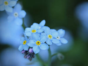 Forget-Me-Not