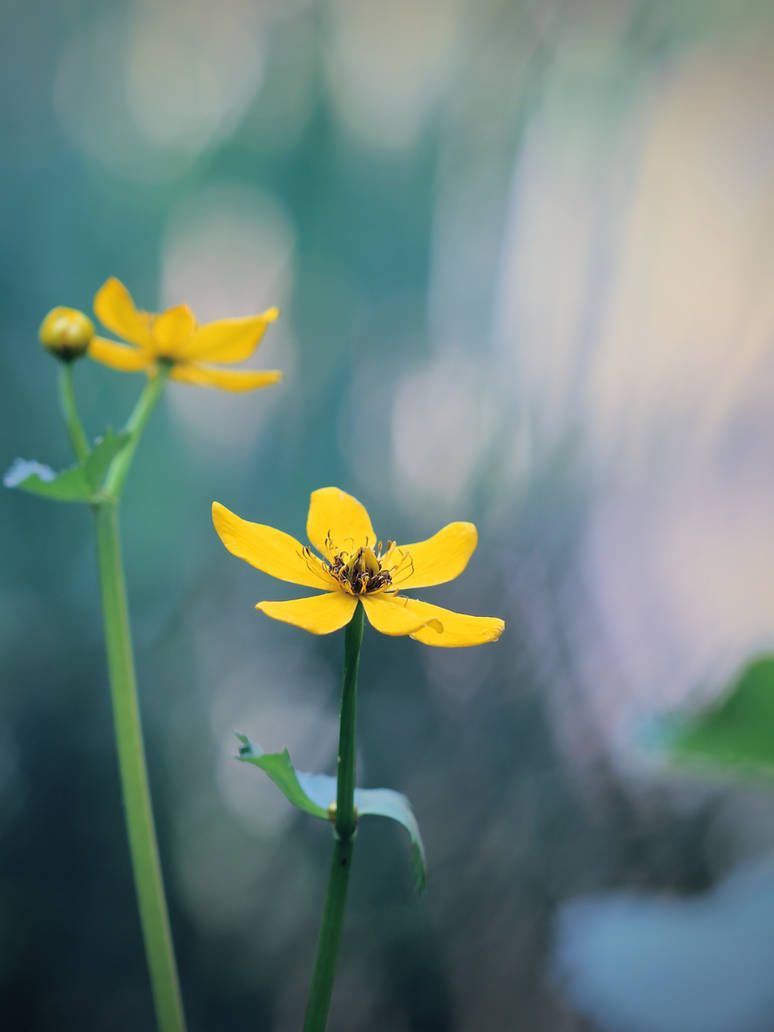 Marsh Marigold by KMourzenko