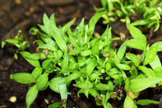 Bell Pepper Seedlings