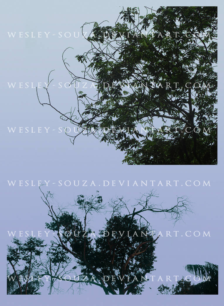 Trees with Branches PNG Stock by Wesley-Souza