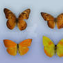 Butterflies Oranges Stock Package