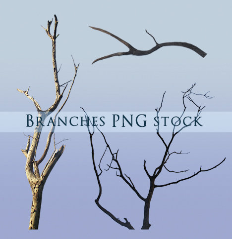 Branches PNG stock 2