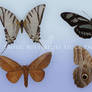 Exotic Butterflies Stock Package