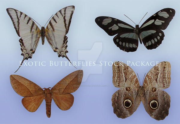 Exotic Butterflies Stock Package