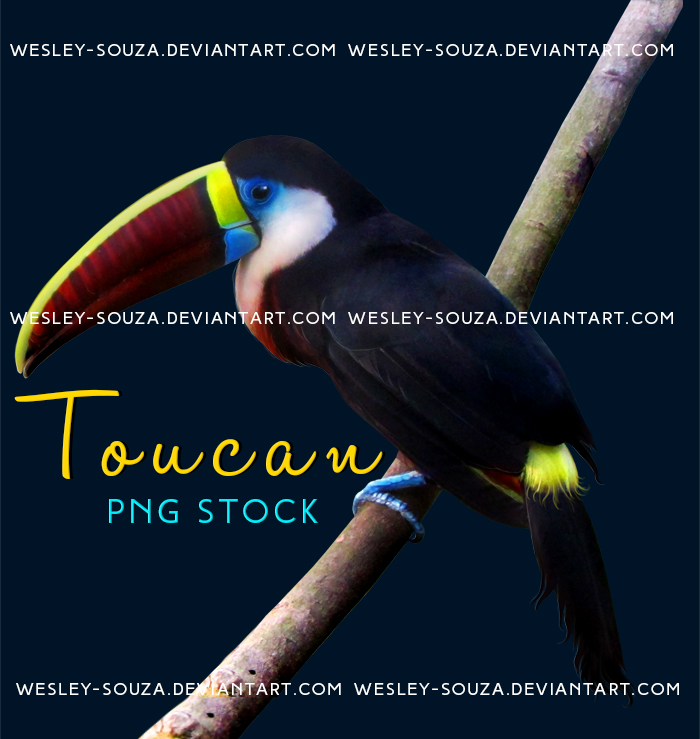 Toucan PNG Stock