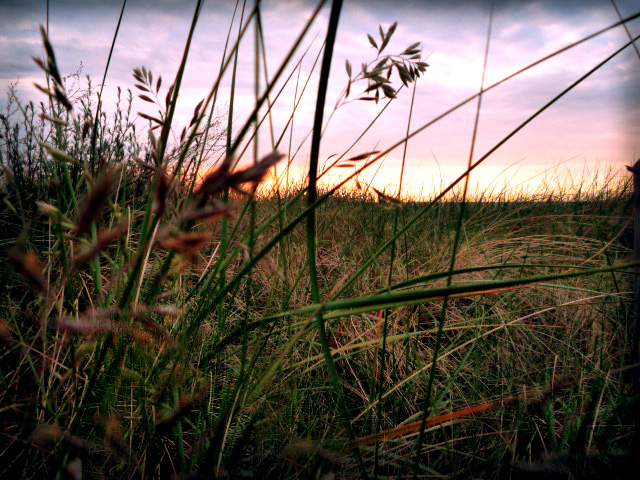 Fields by the Baltic sea