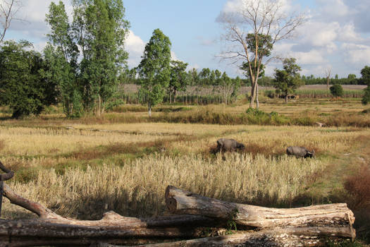 Rice Paddy Buffalo