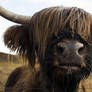 Highland Cow