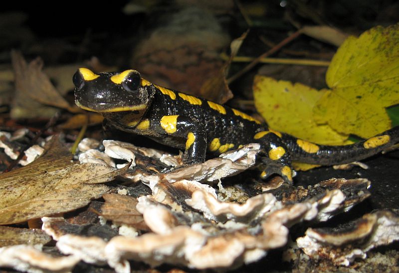 Salamandra salamandra