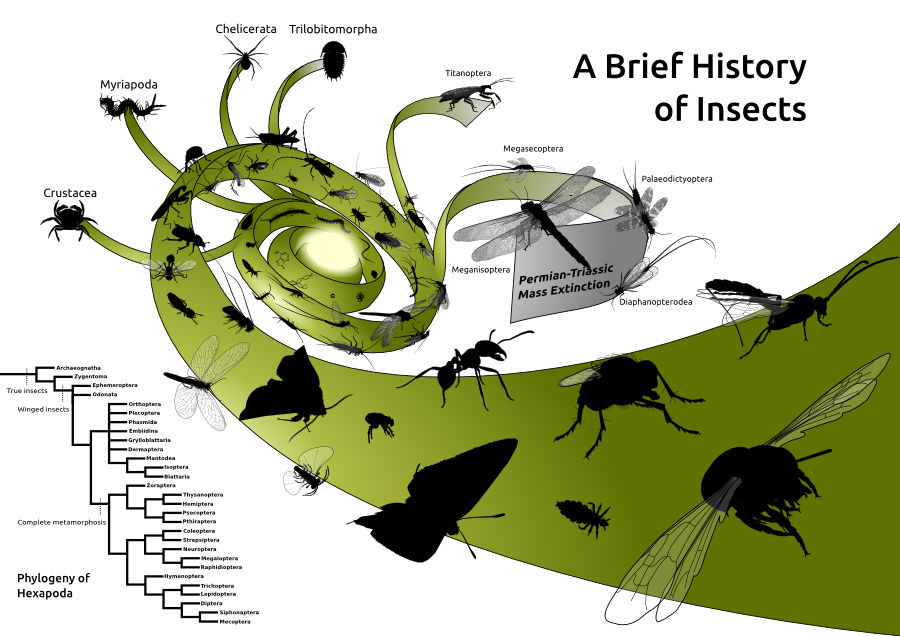Earlier Insect A Brief History of Insects by darkestnight on DeviantArt