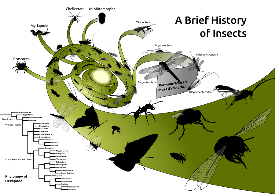 Insects Before Humans A Brief History of Insects by darkestnight on DeviantArt