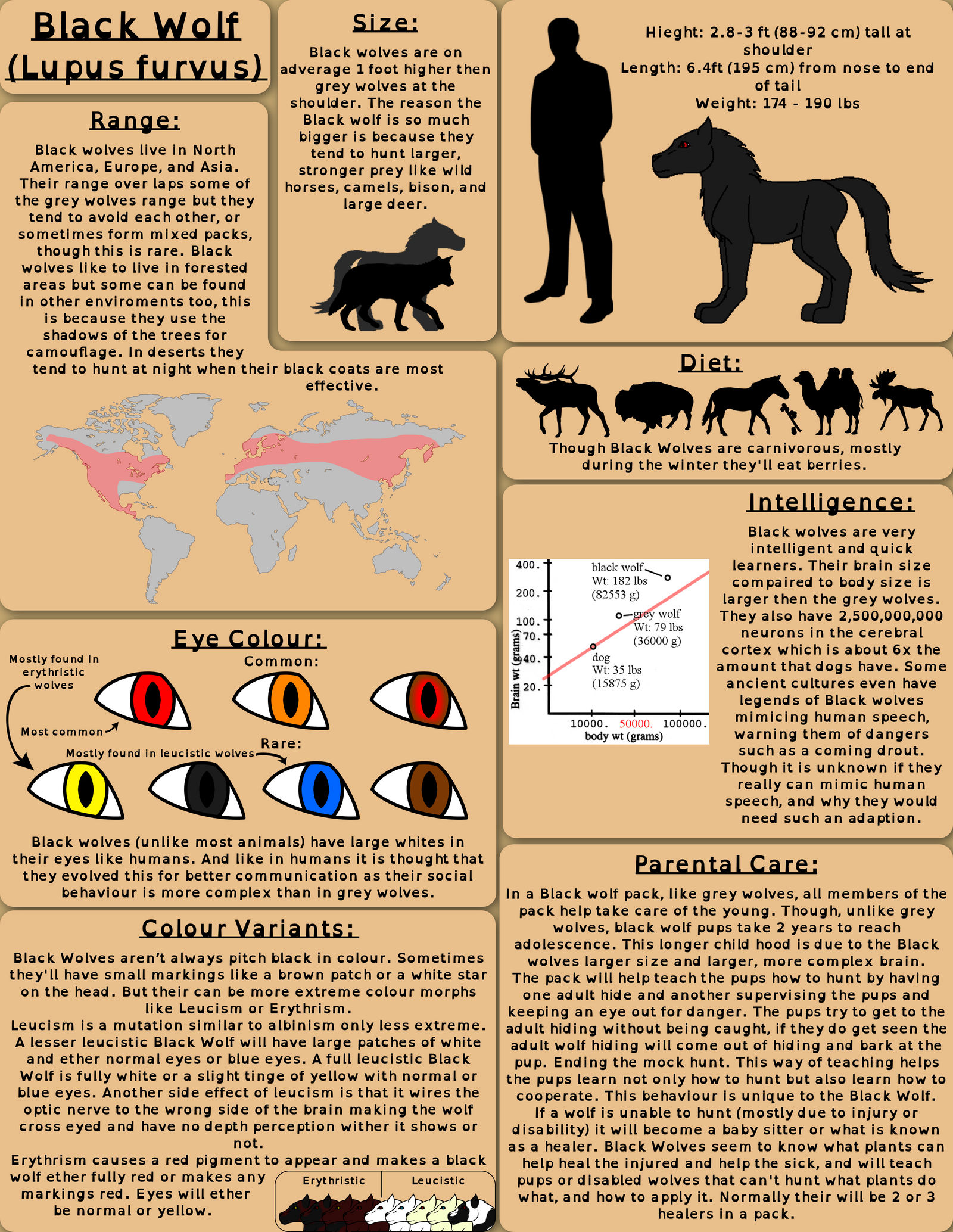 Black Wolf - Original Species Sheet