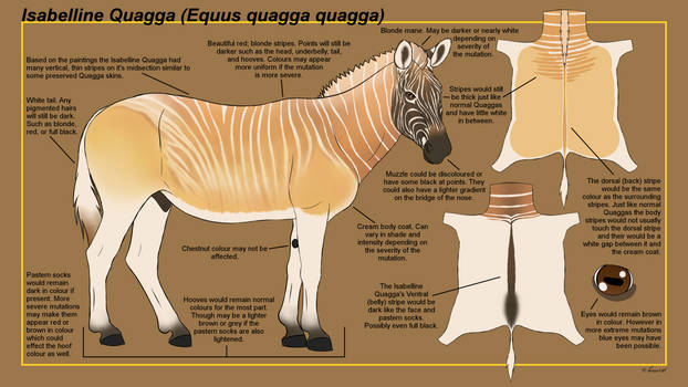 Isabelline Quagga Ref Sheet