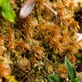 Red Sphagnum