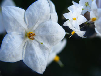 white beautiful