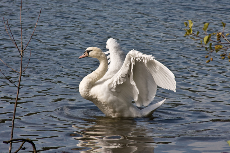 Swan05