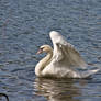 Swan06