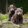 Baby Brown Bear Cubs In Forest 2 Wildlife Photo
