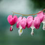Be Still My Bleeding Heart Floral Botanical Nature