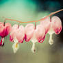 Be Still My Bleeding Heart Colorized Floral Photo