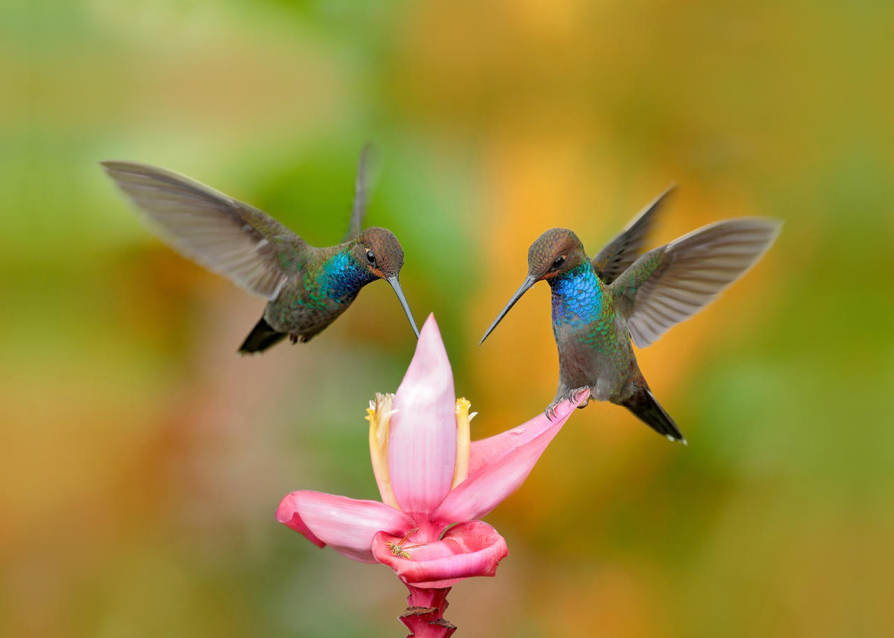 Hummingbirds with Pink Flower Floral Bird Wildlife