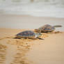 Baby Hawksbill Sea Turtle Coastal Wall Art