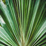 Aged and Colorized Wide Palm Botanical Wall Art