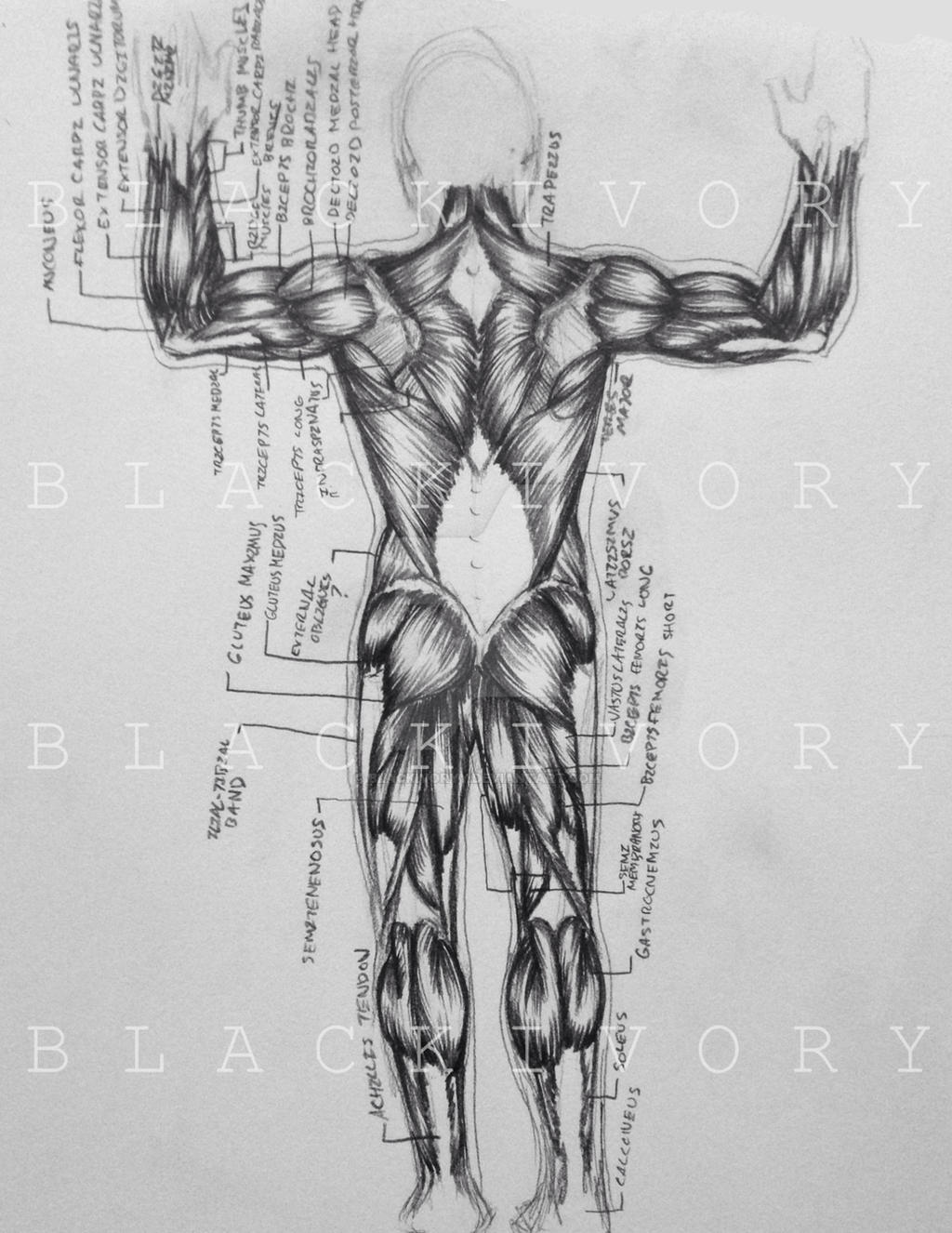 Anatomy ( Posterior view )