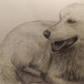 My sister's dog charcoal drawing.