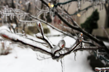 Frozen Bloom