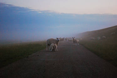 Sheep on the sea dyke