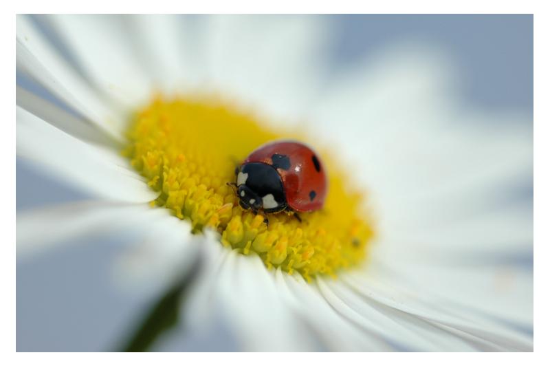 Ladybug adventure's