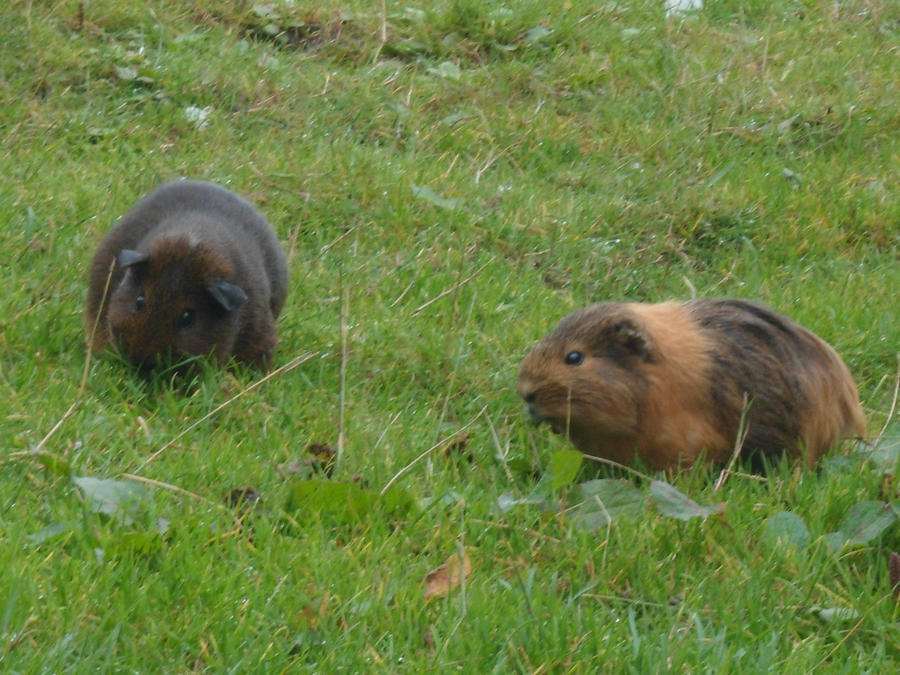 Guinea pigs