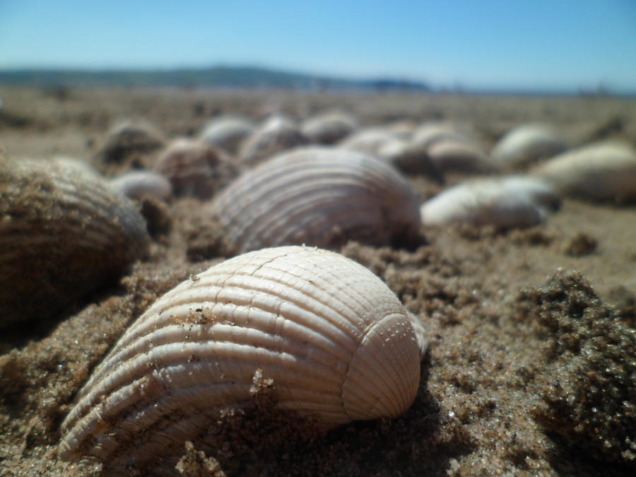 Seashells