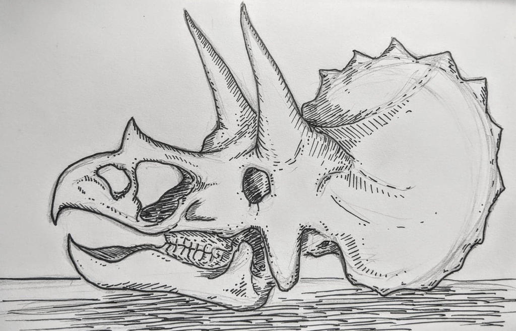 Triceratops Skull by DinoGirl121 on DeviantArt