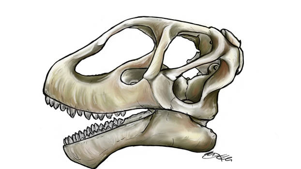 Mierasaur- Skull