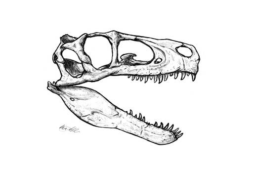 Utahraptor- Skull
